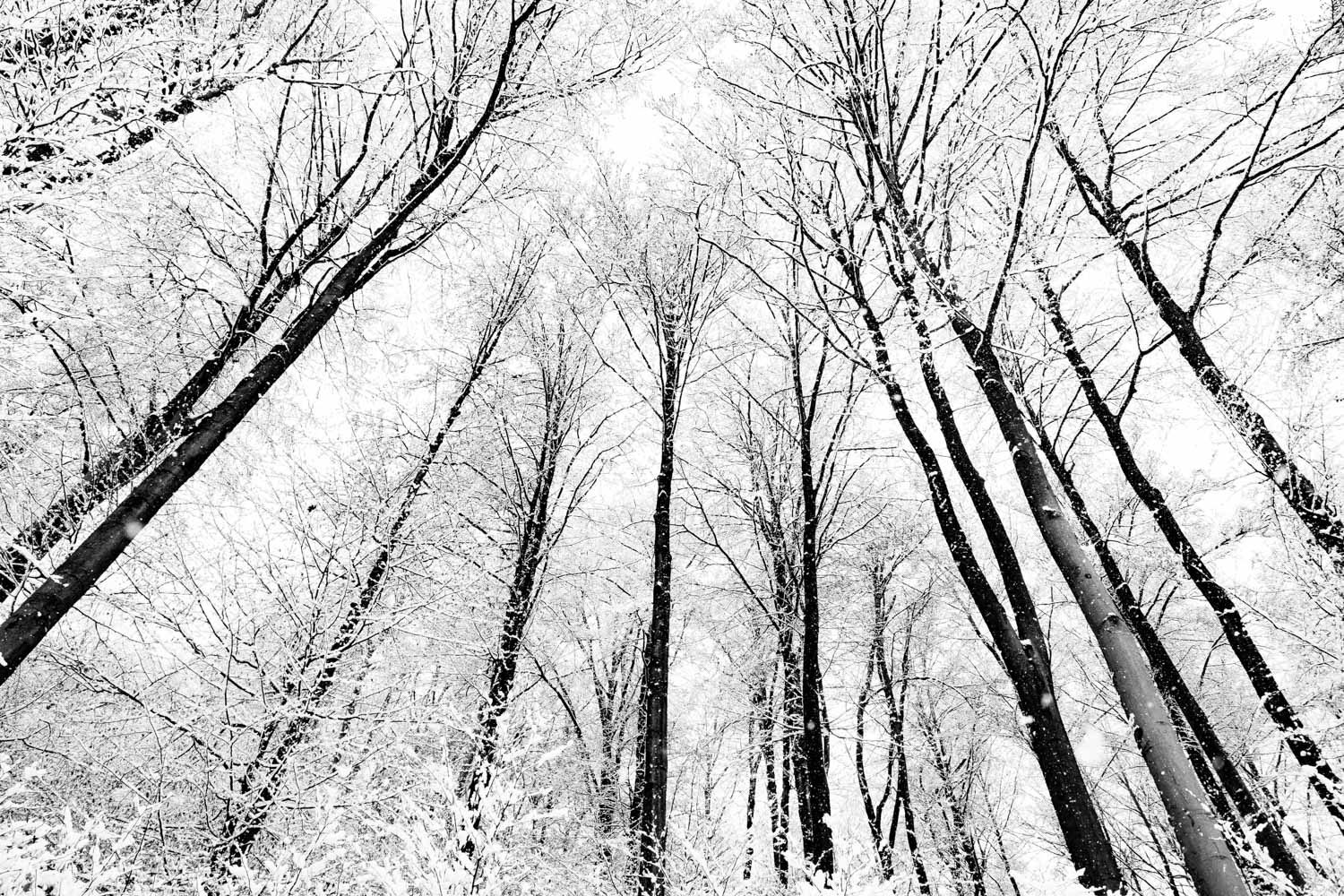 A forest of snow